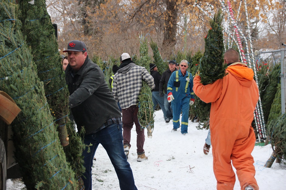 Men at work Young Fellows Tree lot STOCKED